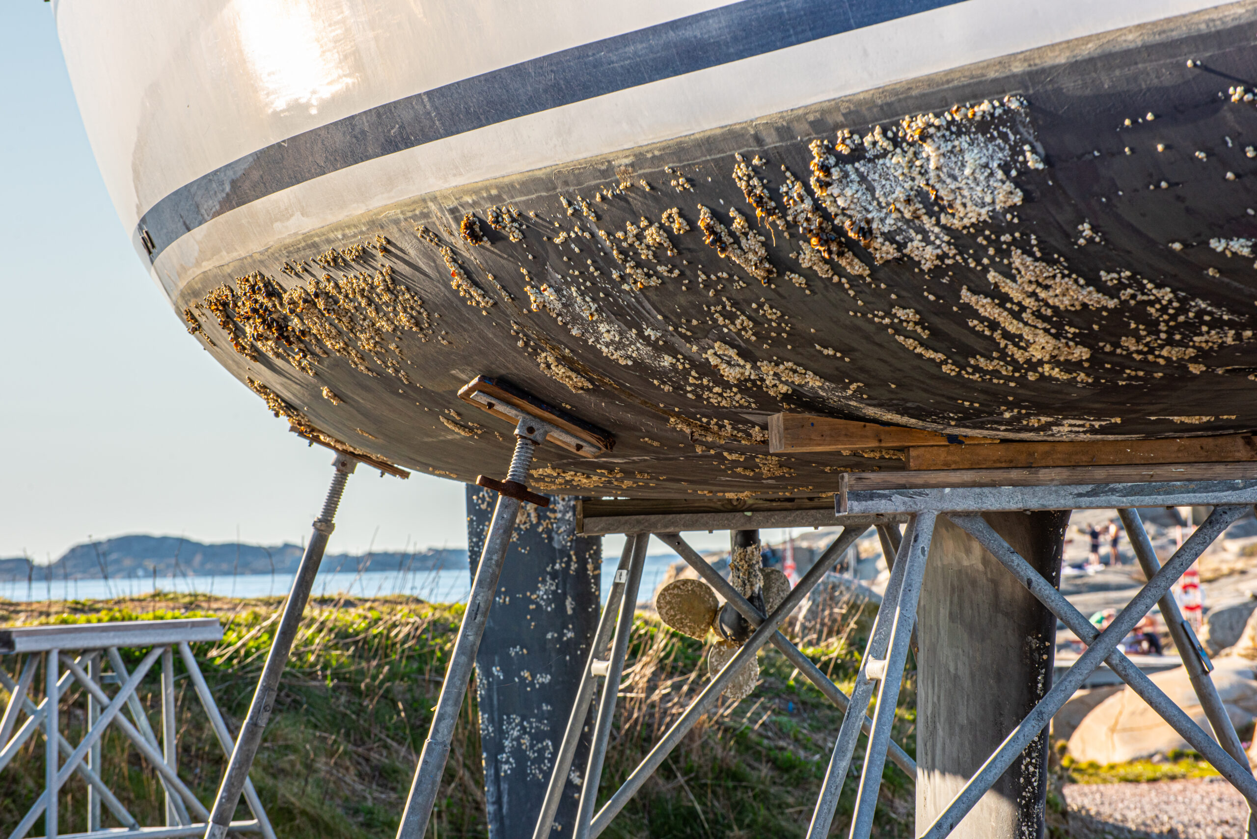 Barnacle growth on the hull of a sailboat. Ready to be scraped, cleaned and coated with antifouling paint..